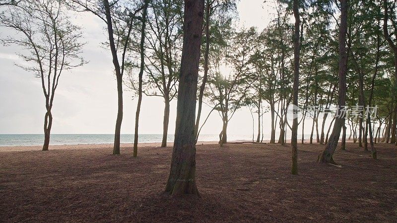 镜头在雨林中穿过树木。热带瓦胡岛的野生海滩。夏威夷岛的清晨。替身。DCI 4 k。
